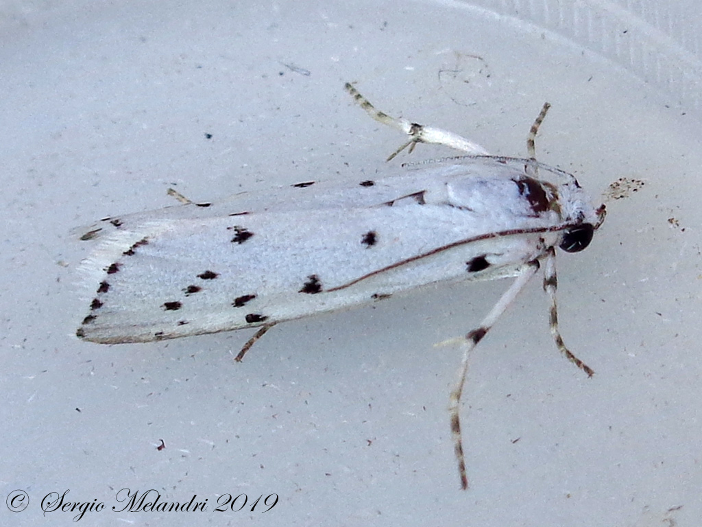 Falena a pois: Myelois circumvoluta - Pyralidae